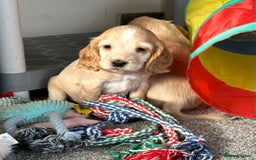 Cocker Spaniel dogs for sale: Beautiful gold cocker puppies - Image 7