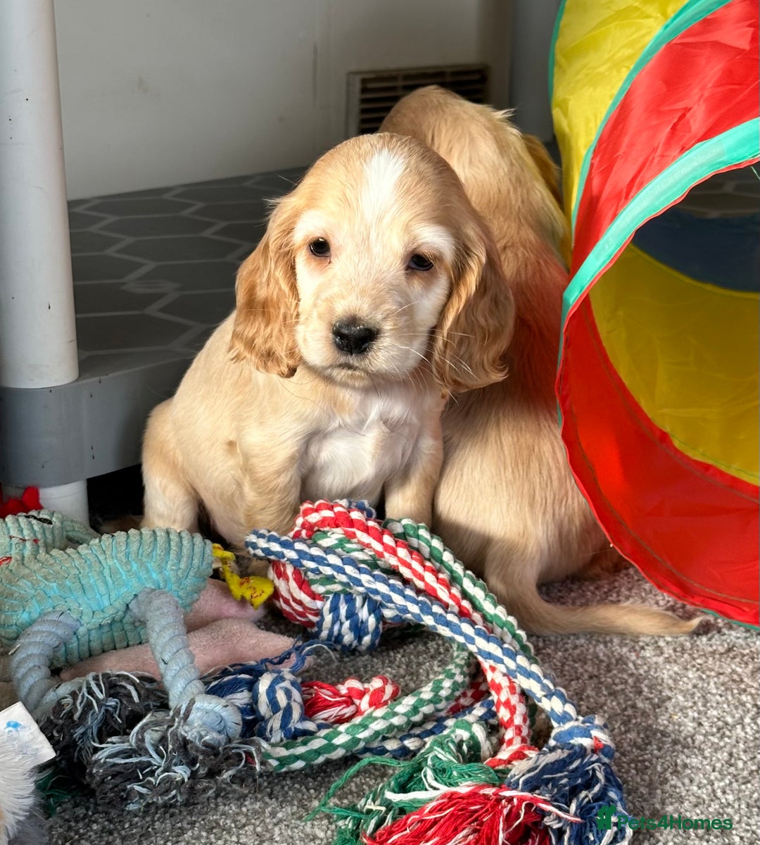 Cocker Spaniel dogs for sale: Beautiful gold cocker puppies - Image 7