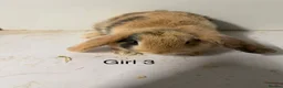 Mini Lop rabbits for sale: Lovely Mini Lop Bunnies - Advert 7