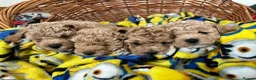 Maltipoo dogs for sale: Beautiful asian maltipoo puppys - Advert 27