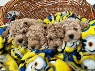 Maltipoo dogs Beautiful asian maltipoo puppys - Advert 3
