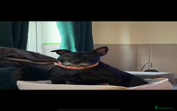 Mixed Breed dogs for sale: Miniature dachshund cross - Image 9