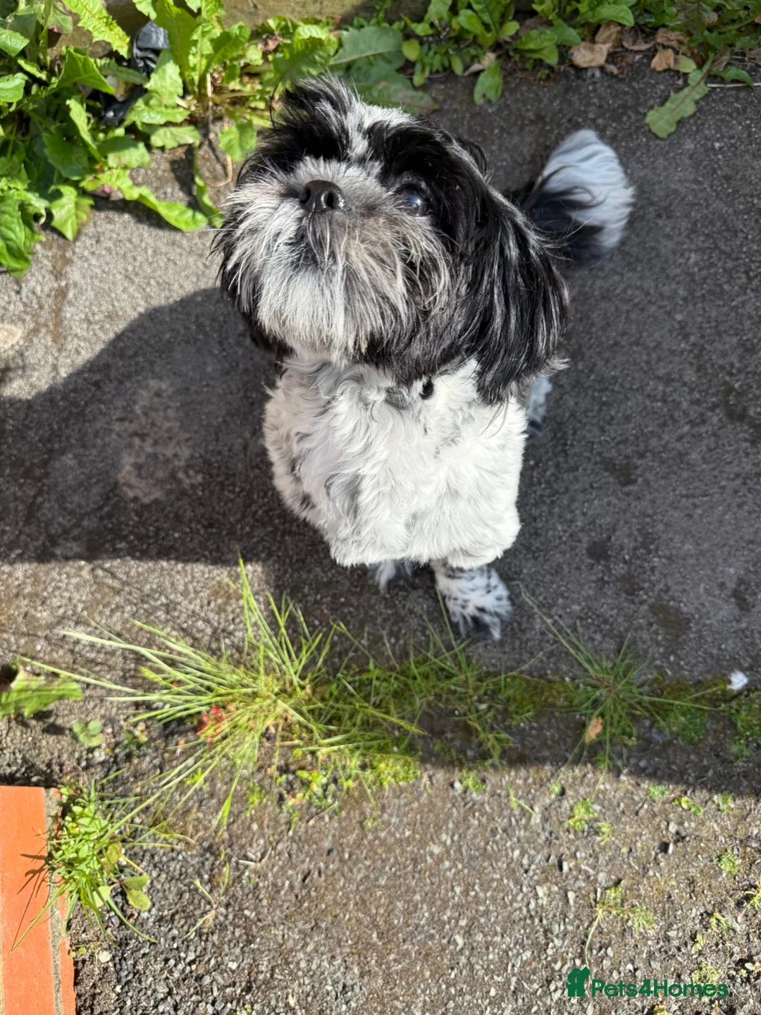 Shih Tzu dogs for sale: Ivy brown in Oldham - Advert 1