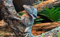 Lizard reptiles for sale: Male Frilled Dragon - Image 5