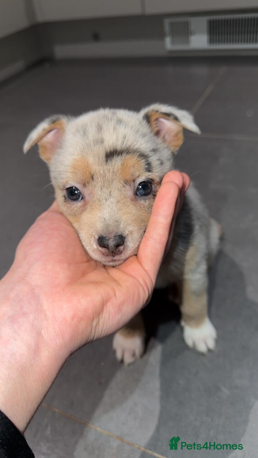 Mixed Breed dogs Pomeranian X Pocket Bully  - Advert 15