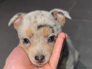 Mixed Breed dogs Pomeranian X Pocket Bully - Advert 15