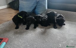 Labrador Retriever dogs for sale: Beautiful litter of black labrador puppies  - Image 1