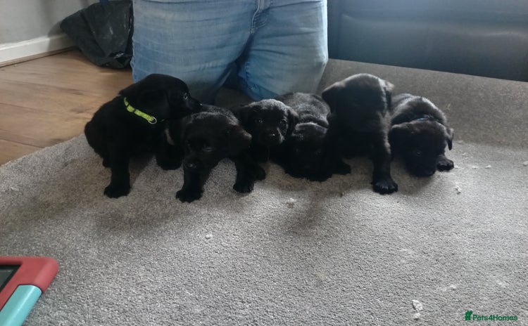 Labrador Retriever dogs - Advert 16