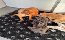 Cockapoo dogs for sale: Cockapoo Puppies (Licensed Breeder)  - Advert 16