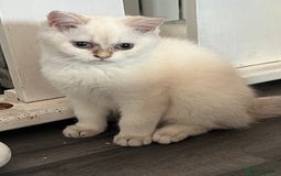 British Shorthair cats for sale: Beautiful golden white British short hair  - Image 19