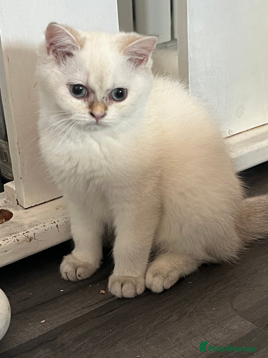 British Shorthair cats for sale: Beautiful golden white British short hair  - Image 19