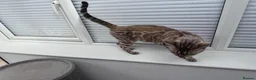 Bengal cats for sale: TICA Reg Seal Mink Female. Available on Active Reg - Advert 6