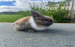 Mini Lion Lop rabbits for sale: 4 Lion Lop Kits for sale - Ready 4th November  - Image 7