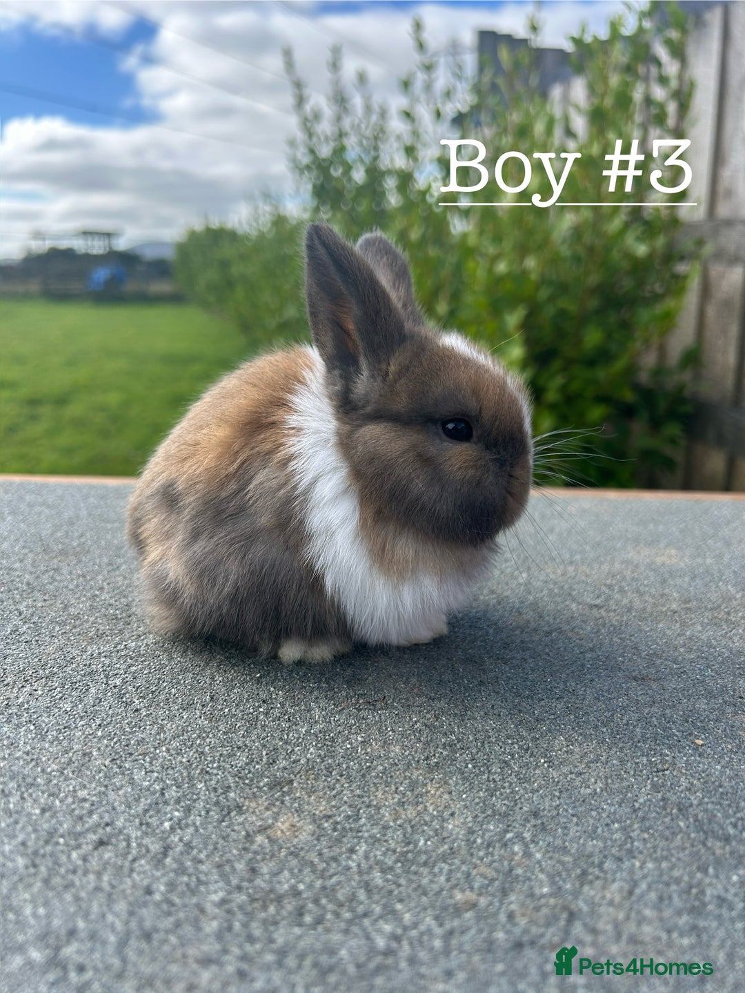 Mini Lion Lop rabbits for sale: 4 Lion Lop Kits for sale - Ready 4th November  - Image 7