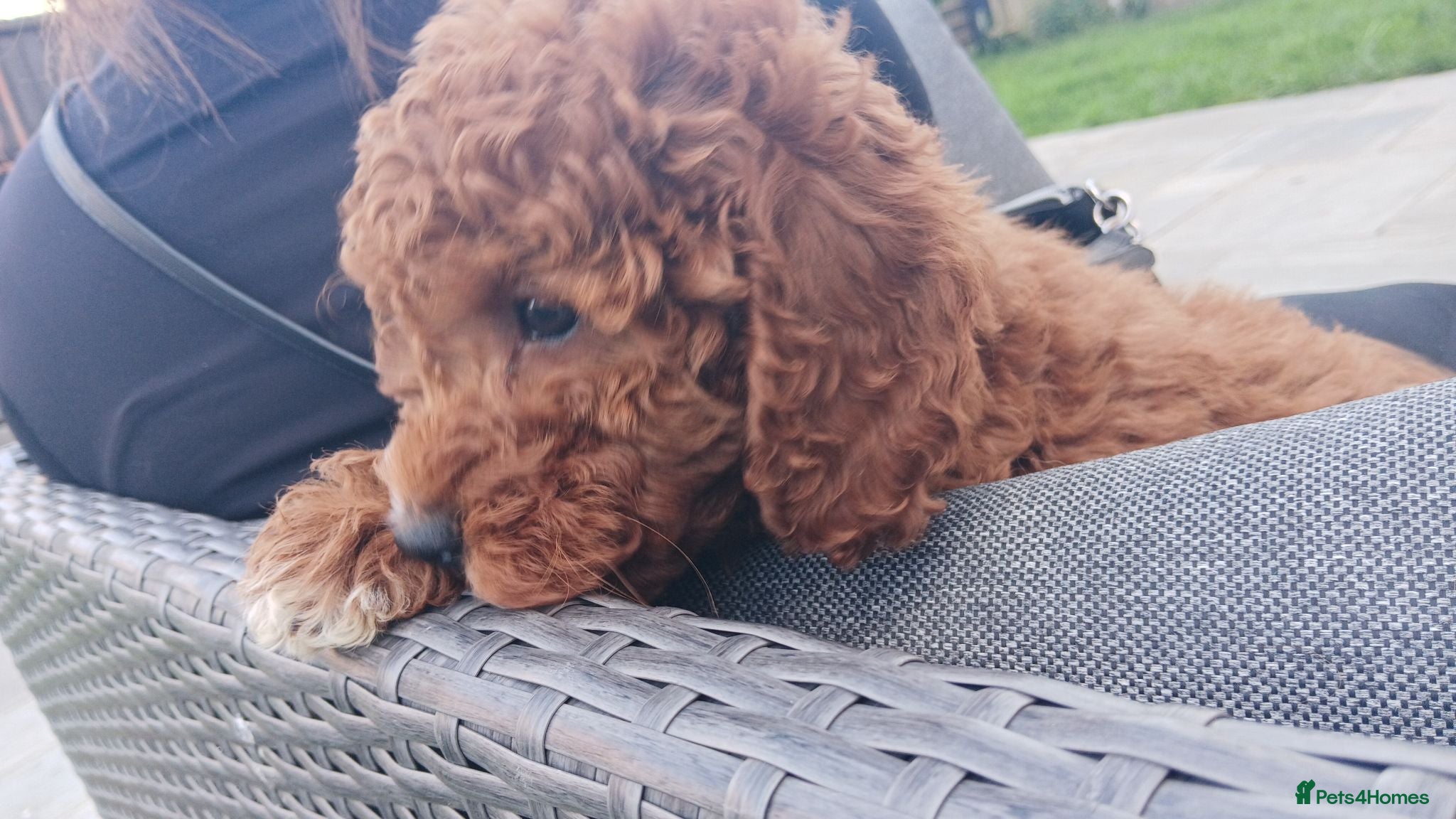 Cavapoo dogs fox red cavapoo - Advert 4