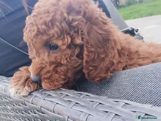 Cavapoo dogs fox red cavapoo - Advert 4