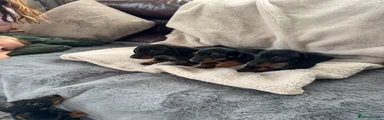 Miniature Dachshund 3
