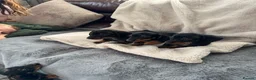 Miniature Dachshund dogs for sale: Miniature dachshund Kennel club registered  - Advert 4