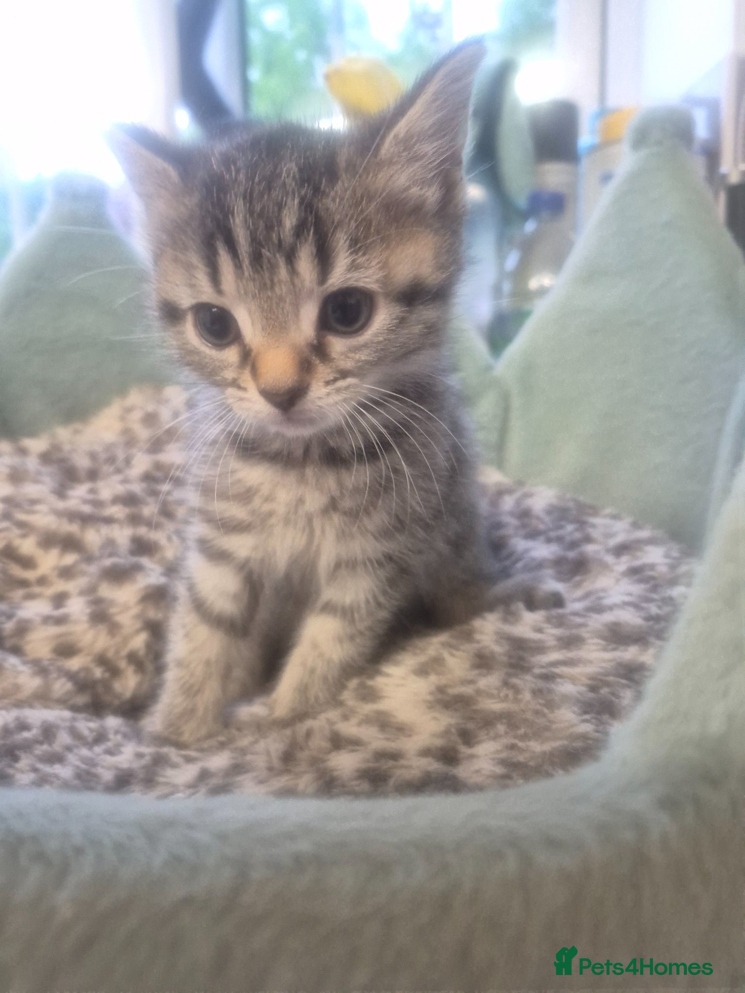 Mixed Breed cats 1 female kitten - Advert 14