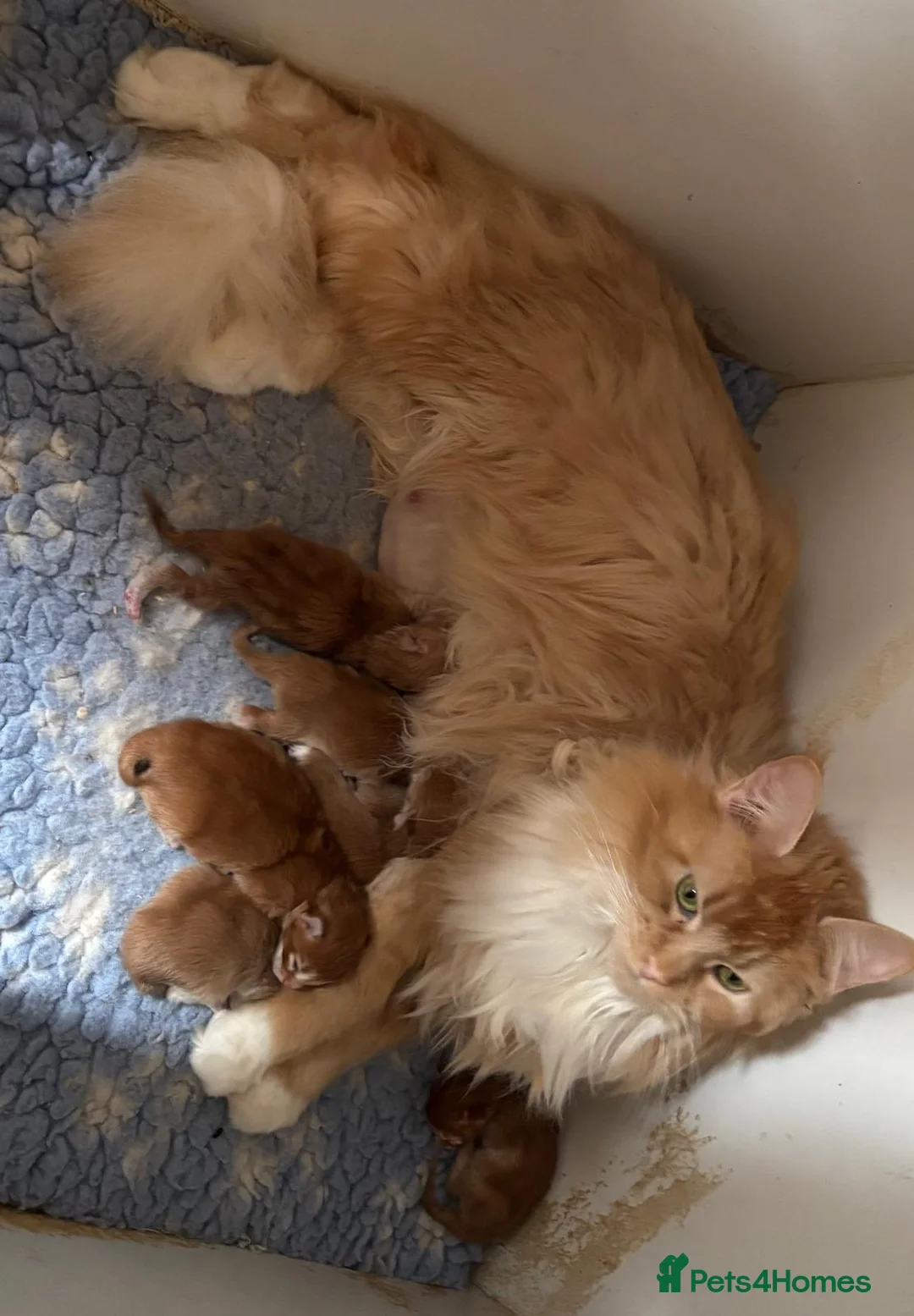 Maine Coon cats for sale: Beautiful Red Maine coone babies  - Advert 1