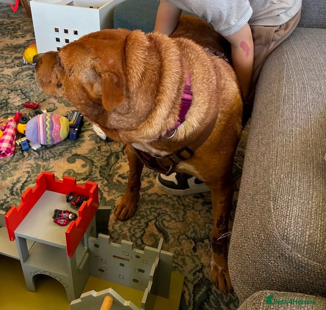 Mixed Breed dogs for adoption: Rita 💔 PLEASE DON’T SCROLL PAST HER SCARS. 💔 - Advert 2