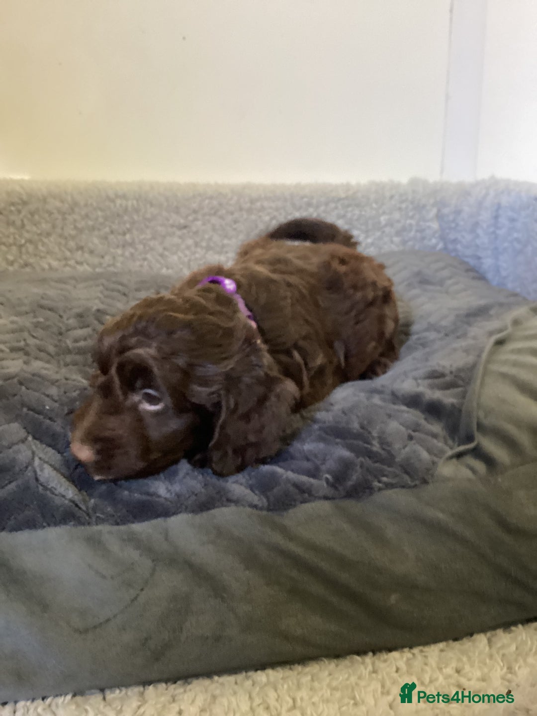 Cockapoo dogs for sale: F1 cockapoos  - Image 5