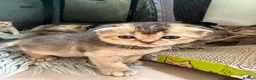 Scottish Fold cats for sale: Gorgeous Scottish Fold kittens for sale - Advert 16