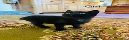 Mixed Breed cats for sale: *READY NOW* 3 Beautiful Black Kittens  - Advert 30