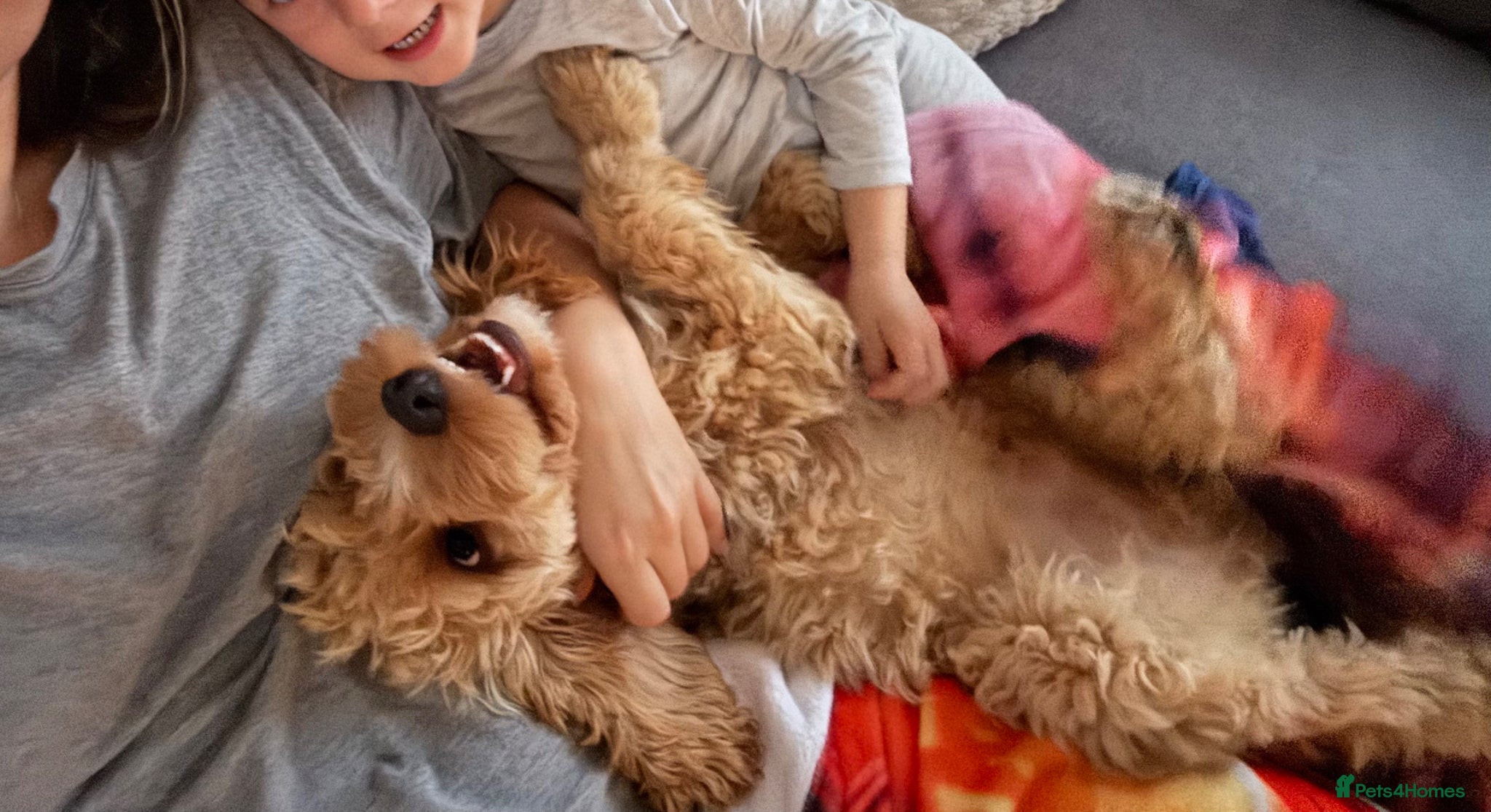Cavapoo dogs Adorable 1 year old Cavapoo 💙🐾 - Advert 1