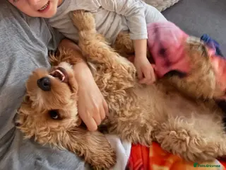 Cavapoo dogs Adorable 1 year old Cavapoo 💙🐾 - Advert 1