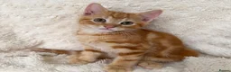 Mixed Breed cats for sale: Gorgeous home reared kittens  - Advert 2