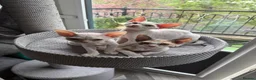 Devon Rex cats for sale:      🐾 Two Beautiful Devon Rex Kittens  - Advert 6