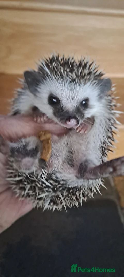 Pygmy Hedgehog rodents African Pygmy Hedgehogs Male ready now - Advert 1