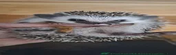 Pygmy Hedgehog rodents for sale: African Pygmy Hedgehogs Male ready now - Advert 1
