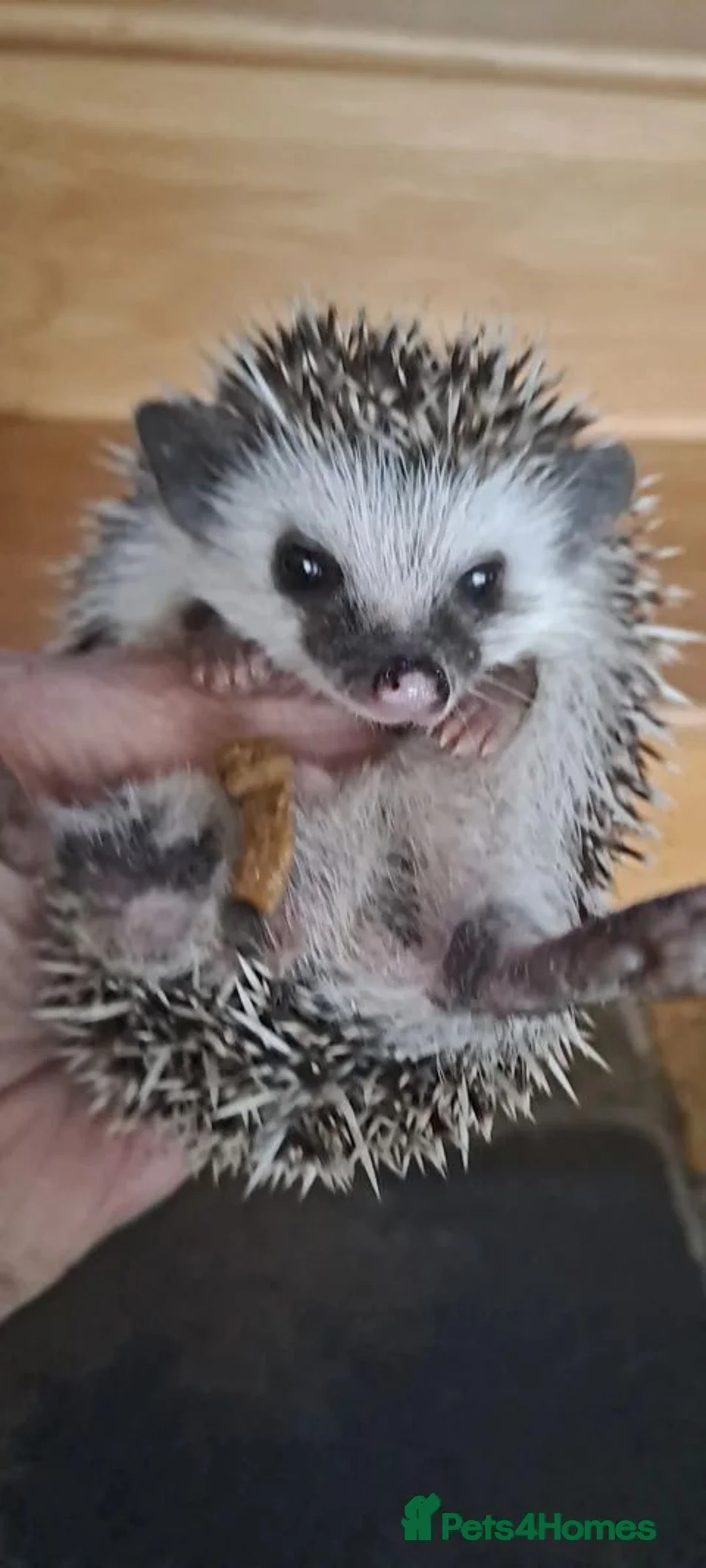 Pygmy Hedgehog rodents for sale: African Pygmy Hedgehogs Male ready now - Advert 1
