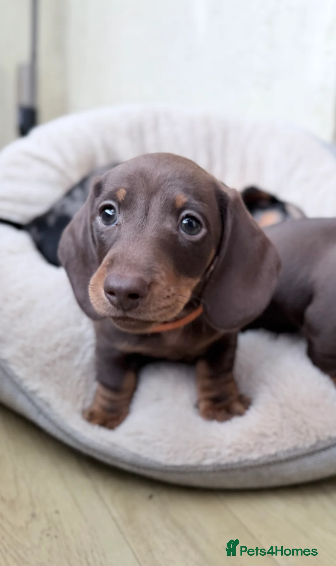 Miniature Dachshund dogs for sale: Quality KC Registered Miniature Dachshund Litter - Advert 15