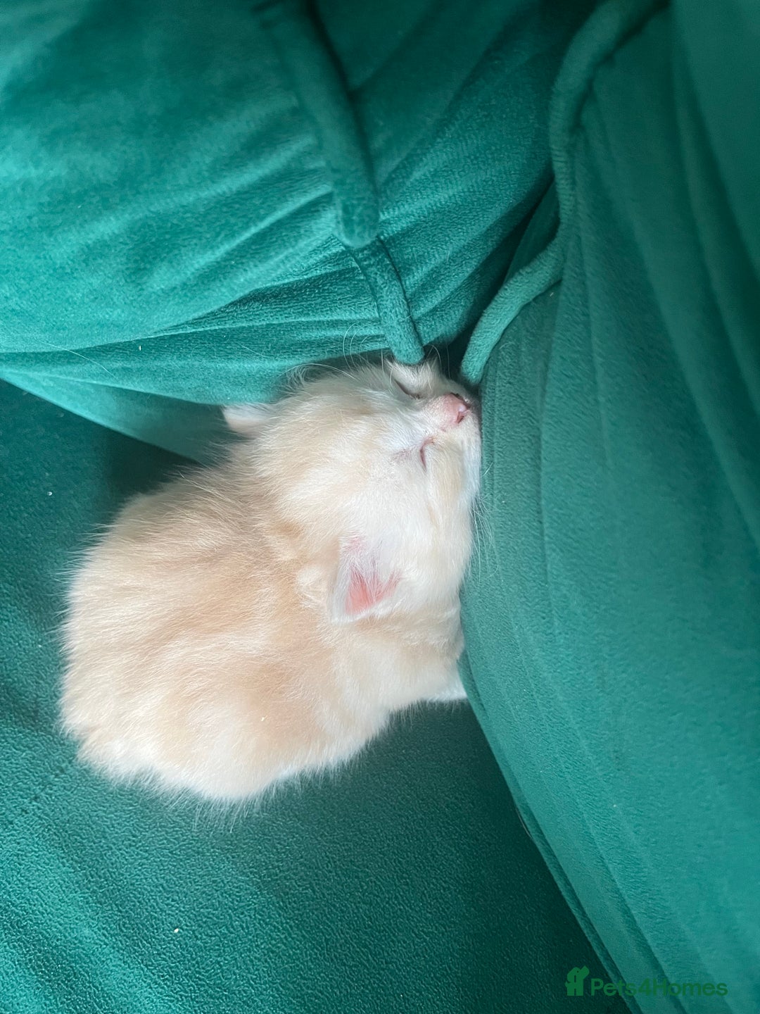 Mixed Breed cats for sale: British longhair cross kittens  - Image 21