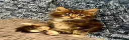 Maine Coon cats for sale: Pure Maine Coon Kittens - Advert 6