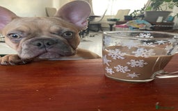 French Bulldog dogs for sale: Milo, Lovable boy Frenchie, amazing price 💫 - Image 11