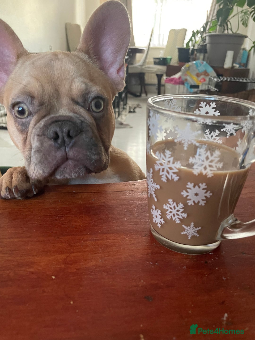 French Bulldog dogs for sale: Milo, Lovable boy Frenchie, amazing price 💫 - Image 11