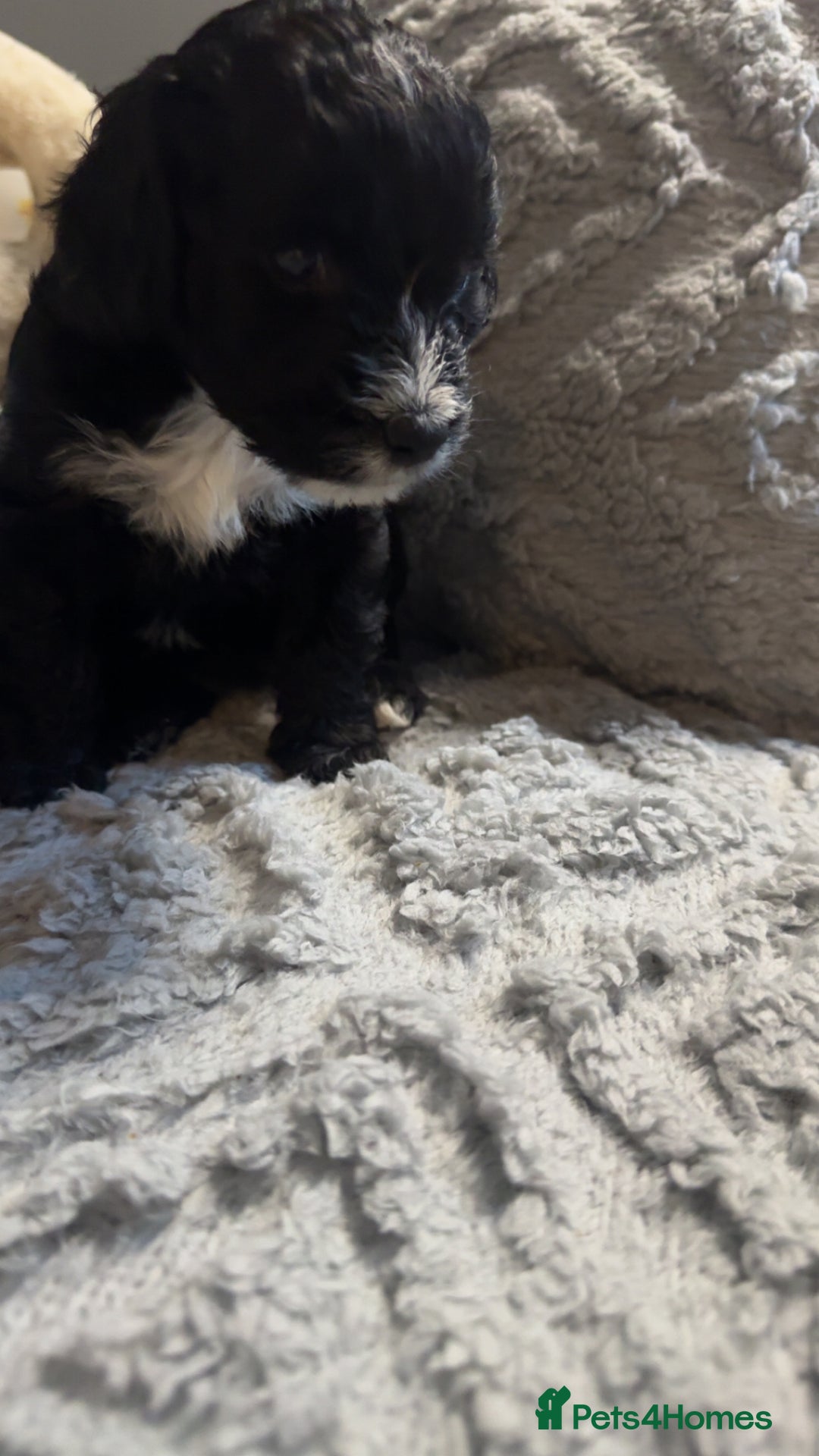 Cockapoo dogs for sale: Gorgeous f2 cockapoo pups  - Image 10