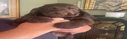 Cocker Spaniel dogs for sale: 🐶Health tested show cockers 🐕‍🦺🐾🐾🐾 - Advert 17