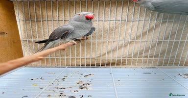 Ringnecks birds - Advert 5