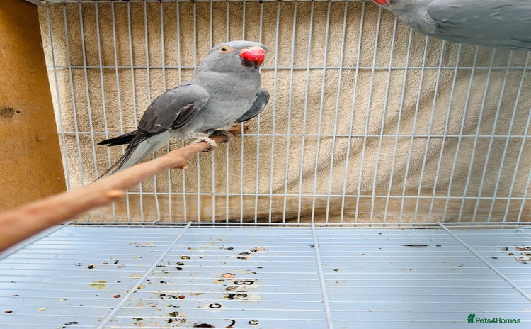 Ringnecks birds - Advert 2