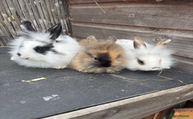Lionhead rabbits - Advert 1