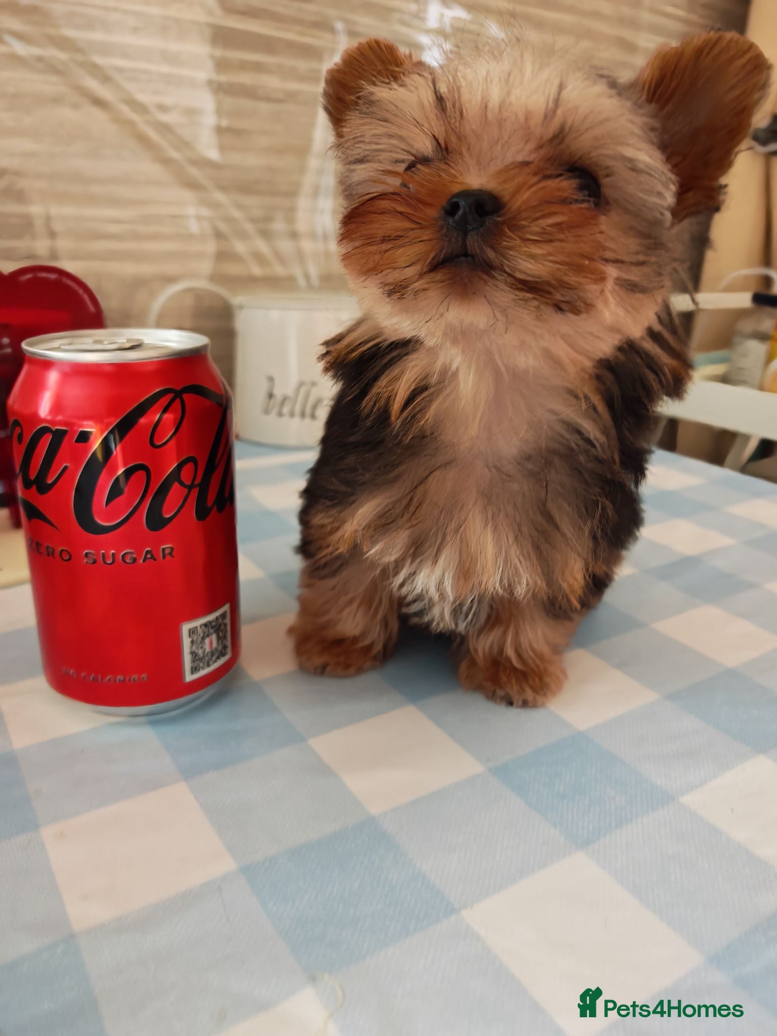 Yorkshire Terrier dogs The last boy waiting for you - Advert 6