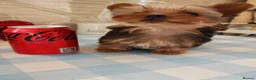 Yorkshire Terrier dogs for sale: The last boy waiting for you - Advert 6