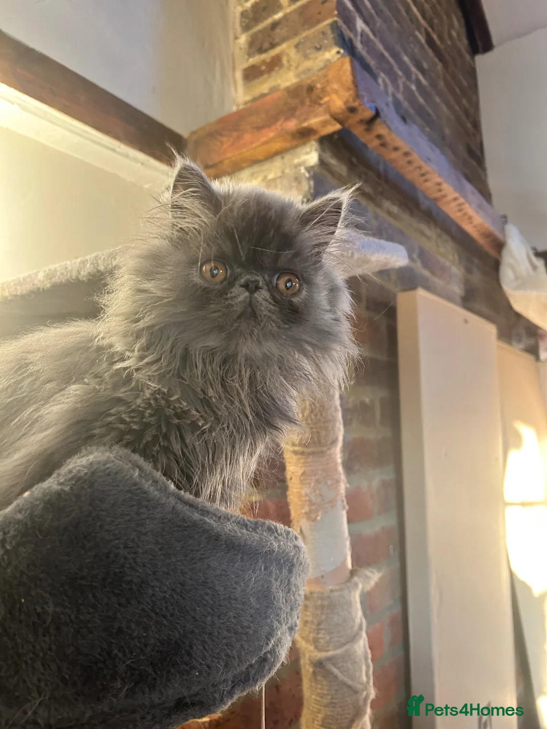 Persian cats for sale: Registered Pedigree solid blue Persian Kitten - Advert 10