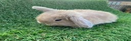 Mini Lion Lop rabbits for sale: Mini Lion Lops for sale  - Advert 5