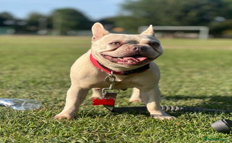 French Bulldog dogs - Advert 3